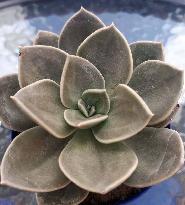 Una foto de Echeveria Concrete Jungle (Echeveria runyonii x E. xichuensis) (HIBRIDO)