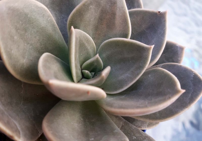 Una foto de Echeveria Concrete Jungle (Echeveria runyonii x E. xichuensis) (HIBRIDO)