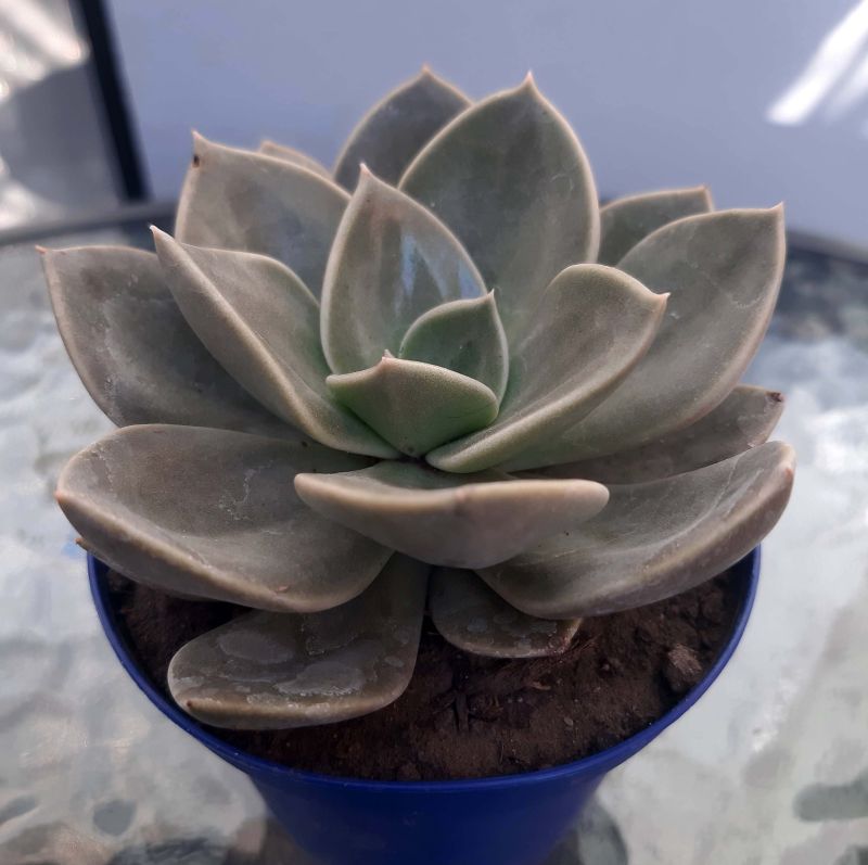 Una foto de Echeveria Concrete Jungle (Echeveria runyonii x E. xichuensis) (HIBRIDO)