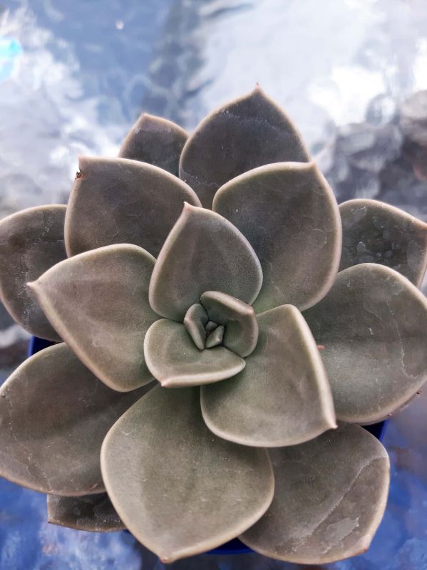 Una foto de Echeveria Concrete Jungle (Echeveria runyonii x E. xichuensis) (HIBRIDO)