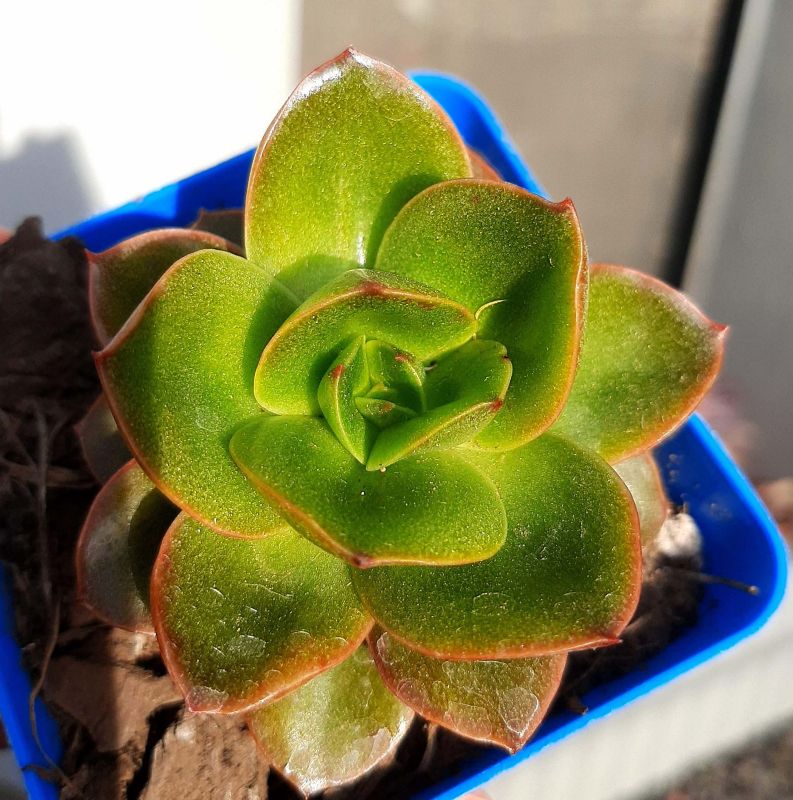 Una foto de Echeveria Salsa Verde (HIBRIDO)