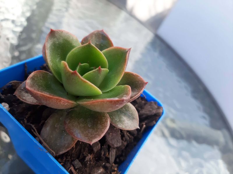 Una foto de Echeveria Salsa Verde (HIBRIDO)