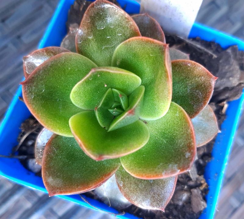 Una foto de Echeveria Salsa Verde (HIBRIDO)