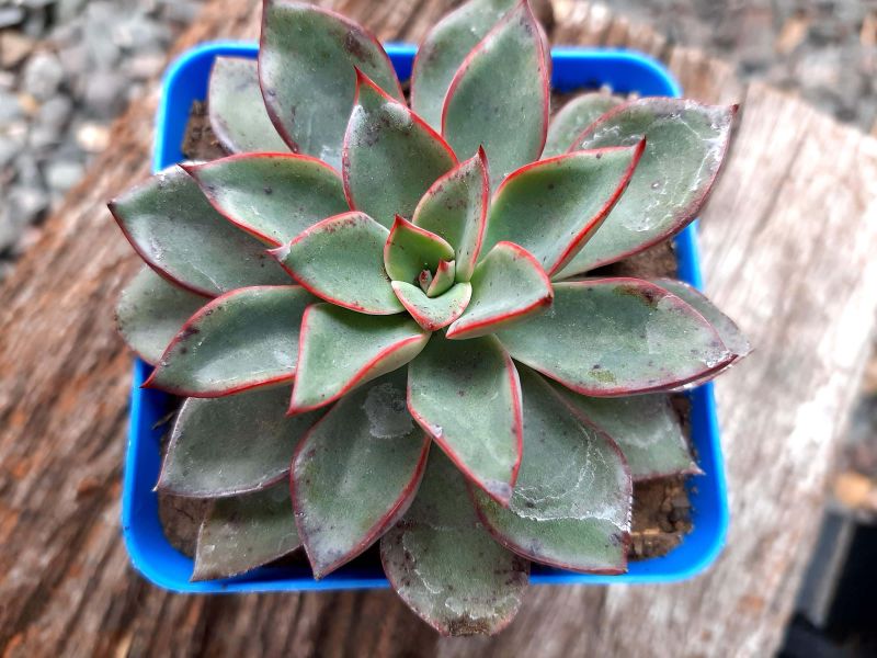 A photo of Echeveria Riga (HIBRIDO)
