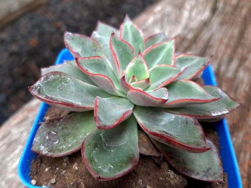A photo of Echeveria Riga (HIBRIDO)