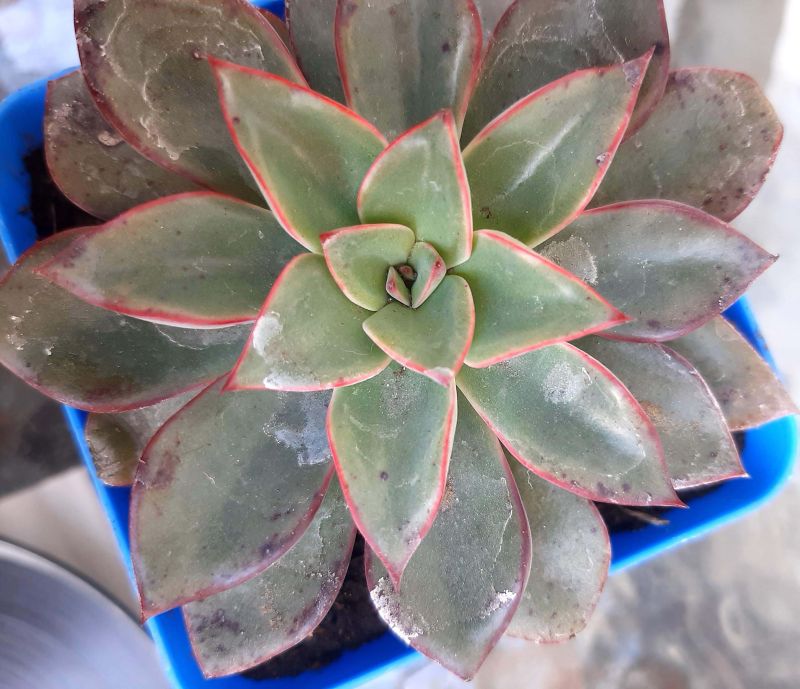 A photo of Echeveria Riga (HIBRIDO)