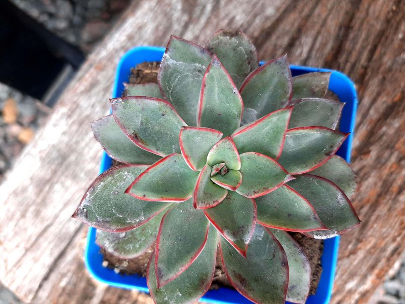 A photo of Echeveria Riga (HIBRIDO)