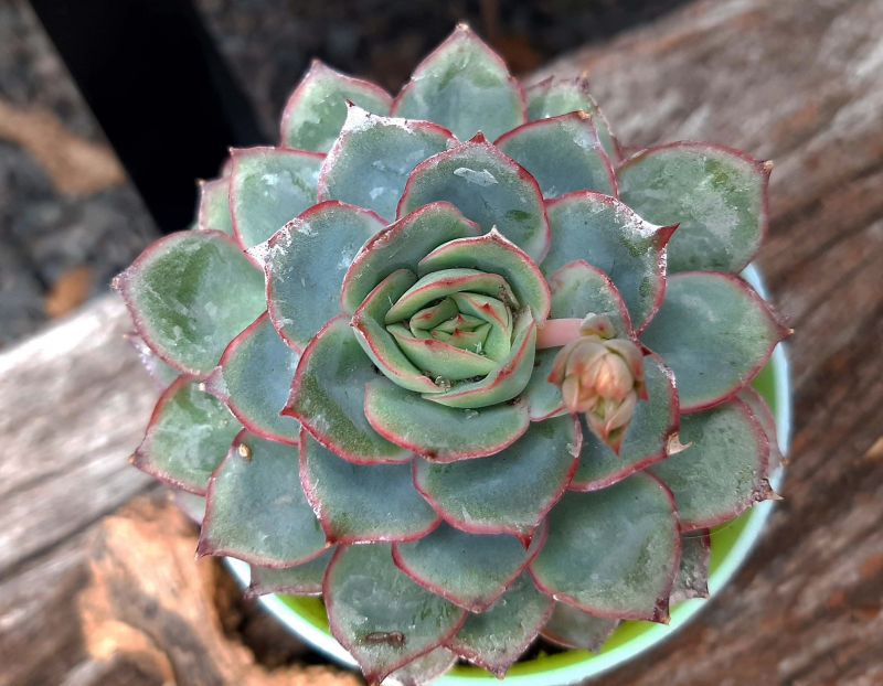 Una foto de Echeveria Esther (E. pulidonis x E. derenbergii) (HIBRIDO)