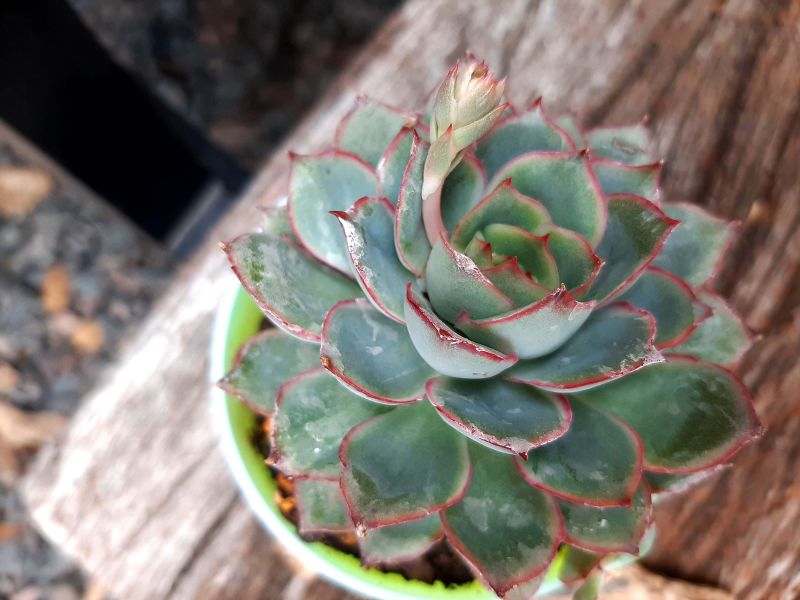Una foto de Echeveria Esther (E. pulidonis x E. derenbergii) (HIBRIDO)