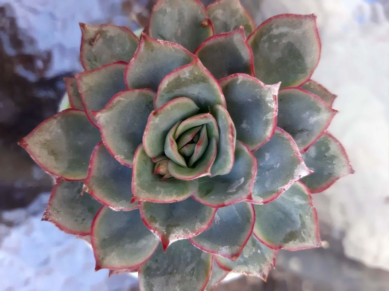Una foto de Echeveria Esther (E. pulidonis x E. derenbergii) (HIBRIDO)