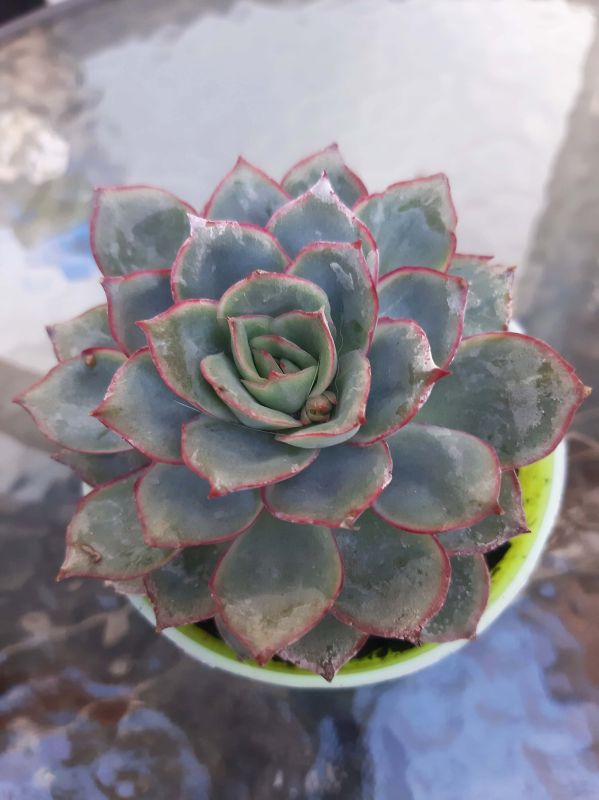 Una foto de Echeveria Esther (E. pulidonis x E. derenbergii) (HIBRIDO)