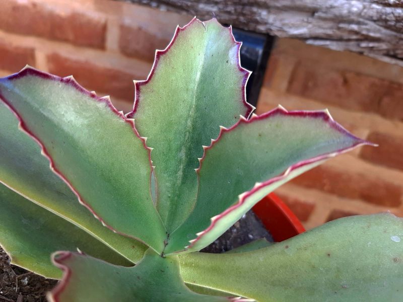 A photo of Kalanchoe synsepala  