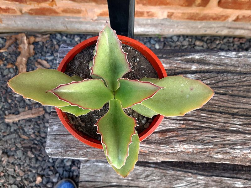 A photo of Kalanchoe synsepala  