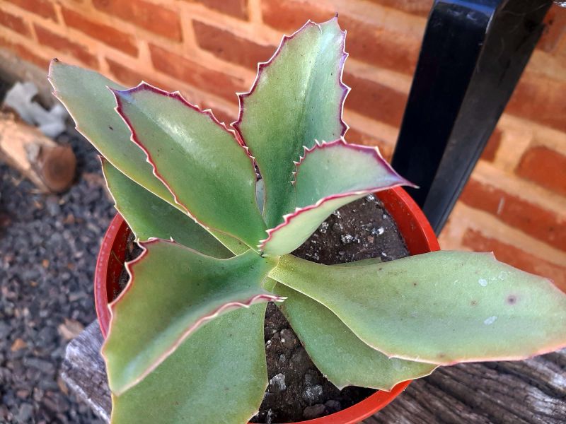 A photo of Kalanchoe synsepala  