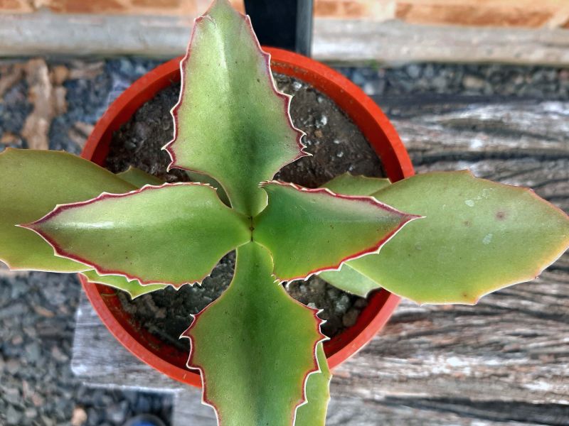 A photo of Kalanchoe synsepala  