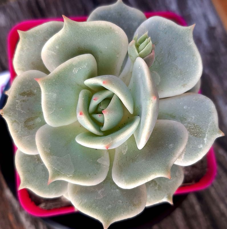 A photo of Echeveria Lola (Echeveria lilacina x Echeveria Tippy) (HIBRIDO)
