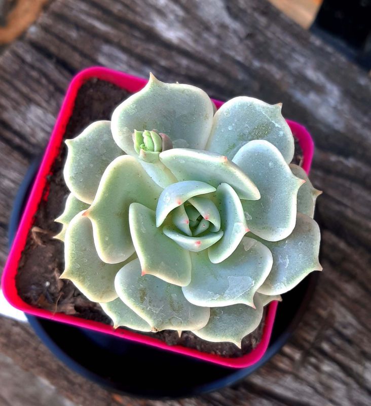 A photo of Echeveria Lola (Echeveria lilacina x Echeveria Tippy) (HIBRIDO)