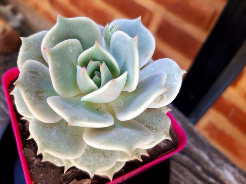 A photo of Echeveria Lola (Echeveria lilacina x Echeveria Tippy) (HIBRIDO)