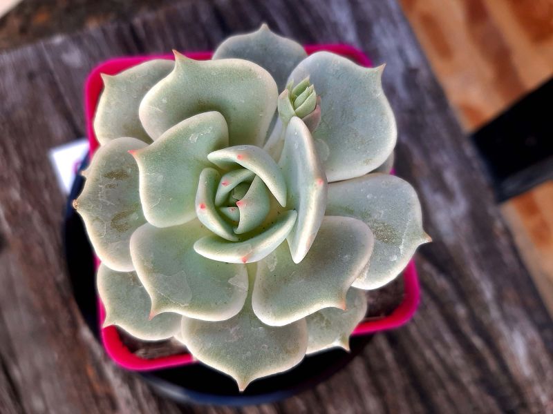 A photo of Echeveria Lola (Echeveria lilacina x Echeveria Tippy) (HIBRIDO)