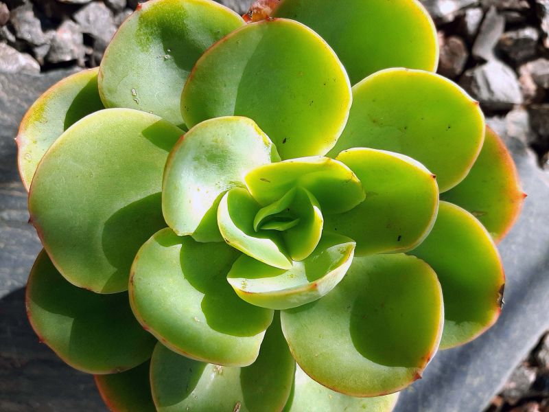 Una foto de Echeveria Peach Pride (HIBRIDO)