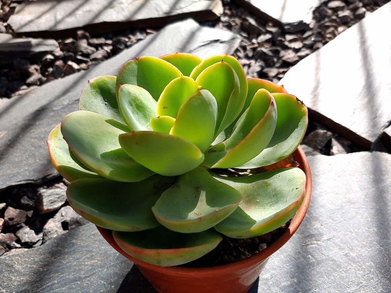 Una foto de Echeveria Peach Pride (HIBRIDO)