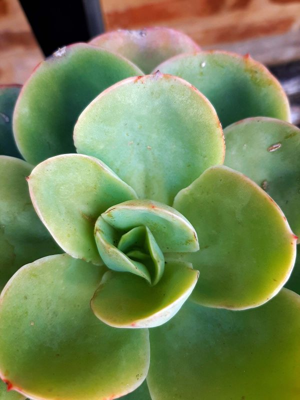 Una foto de Echeveria Peach Pride (HIBRIDO)