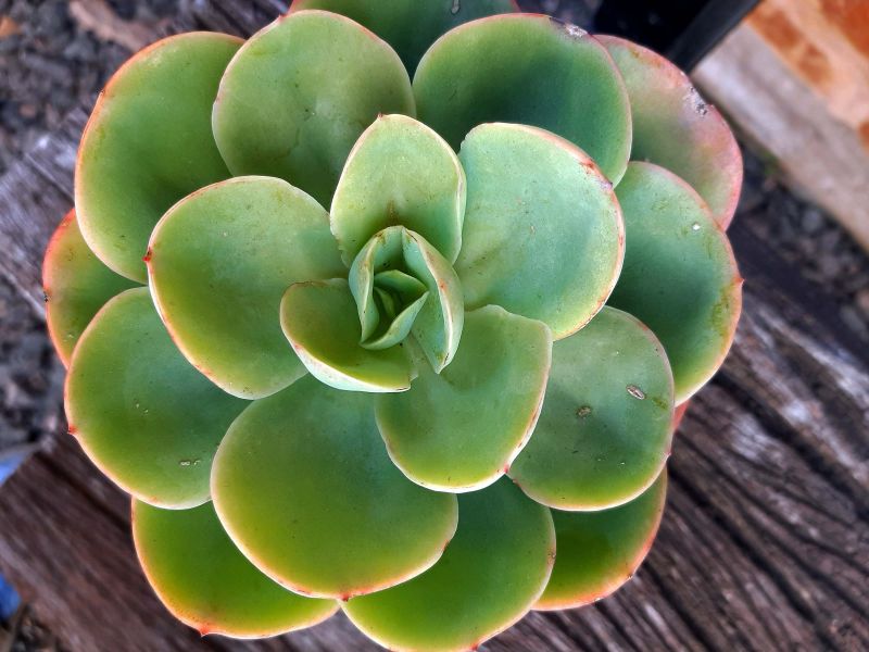 Una foto de Echeveria Peach Pride (HIBRIDO)