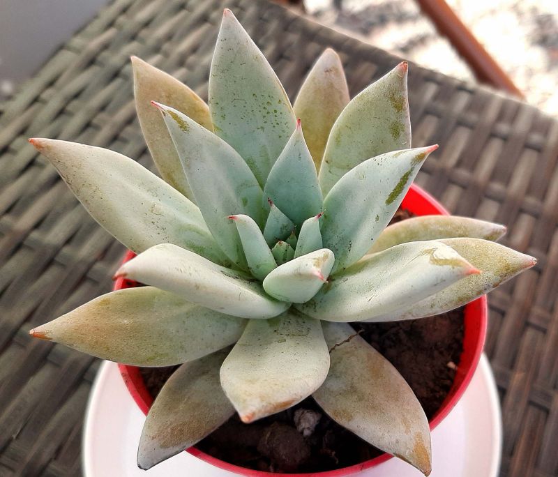 A photo of Echeveria colorata cv. Mexican giant