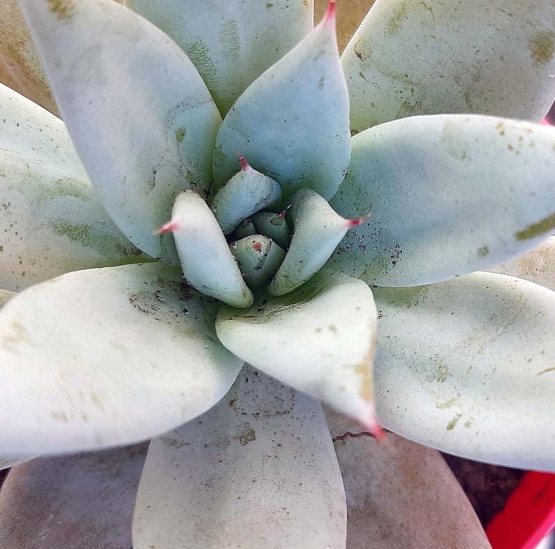 A photo of Echeveria colorata cv. Mexican giant