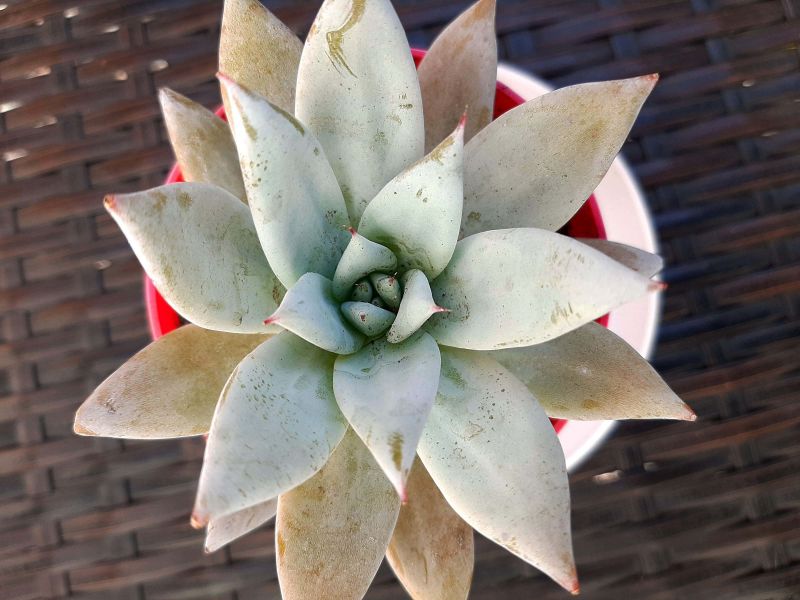 A photo of Echeveria colorata cv. Mexican giant