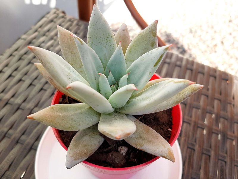 A photo of Echeveria colorata cv. Mexican giant