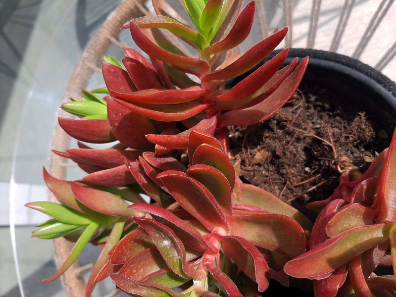 A photo of Crassula capitella cv. Campfire