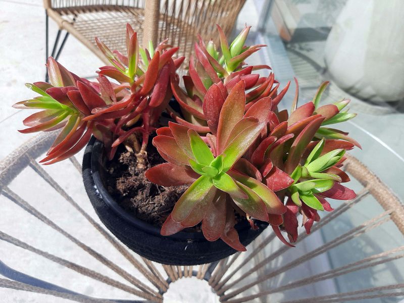 A photo of Crassula capitella cv. Campfire