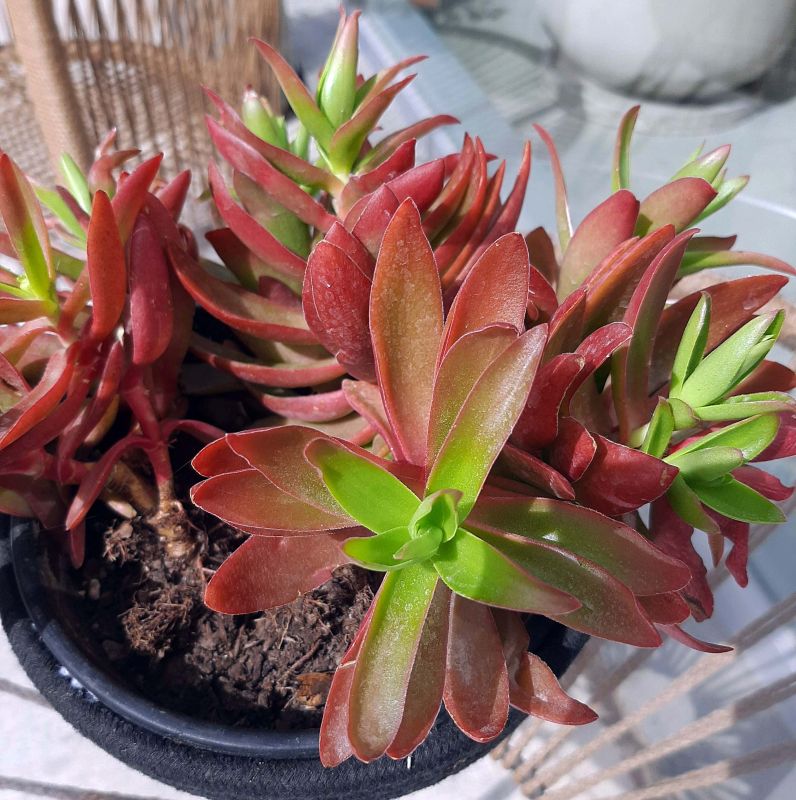 A photo of Crassula capitella cv. Campfire