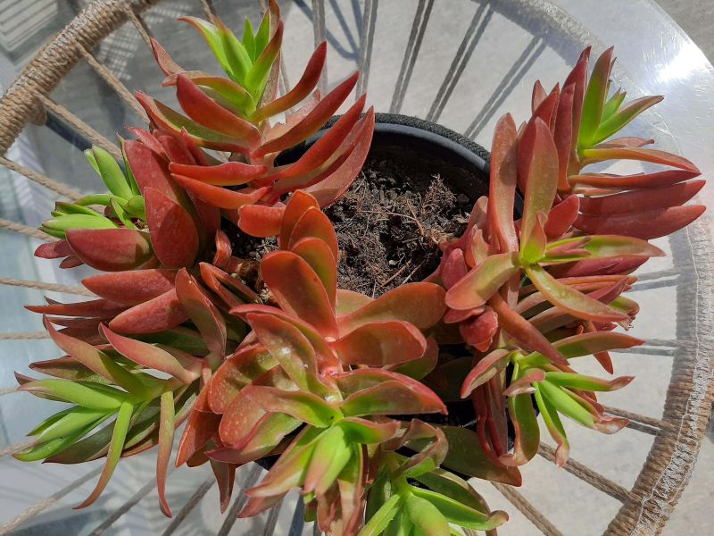 A photo of Crassula capitella cv. Campfire