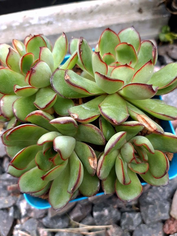Una foto de Echeveria Christmas (HIBRIDO)