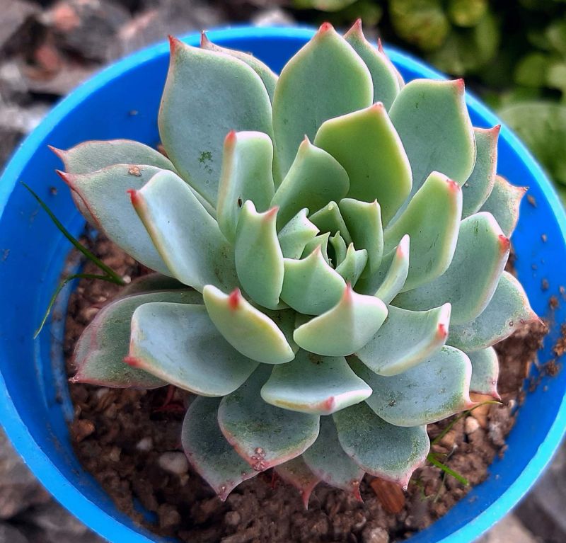 Una foto de Echeveria Kirov (HIBRIDO)