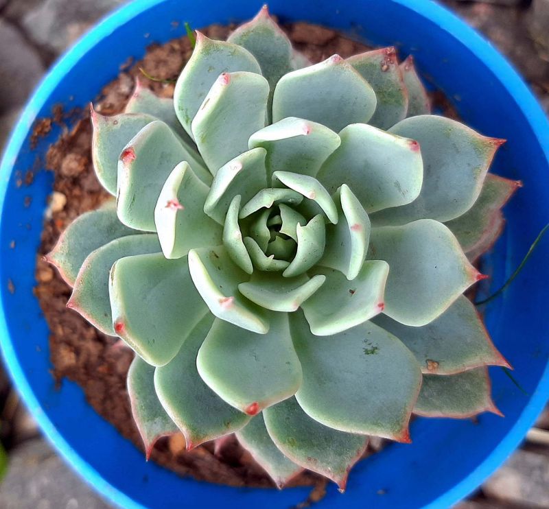 Una foto de Echeveria Kirov (HIBRIDO)