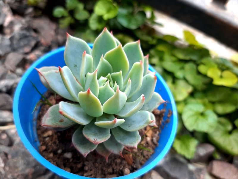 Una foto de Echeveria Kirov (HIBRIDO)