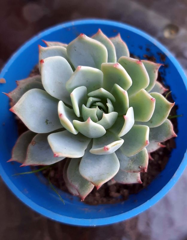 Una foto de Echeveria Kirov (HIBRIDO)