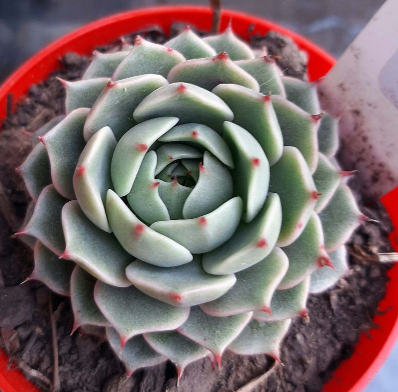 Una foto de Echeveria Ben Badis (E. purpusorum x E. derenbergii)(HIBRIDO)