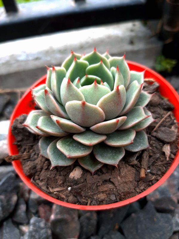 Una foto de Echeveria Ben Badis (E. purpusorum x E. derenbergii)(HIBRIDO)
