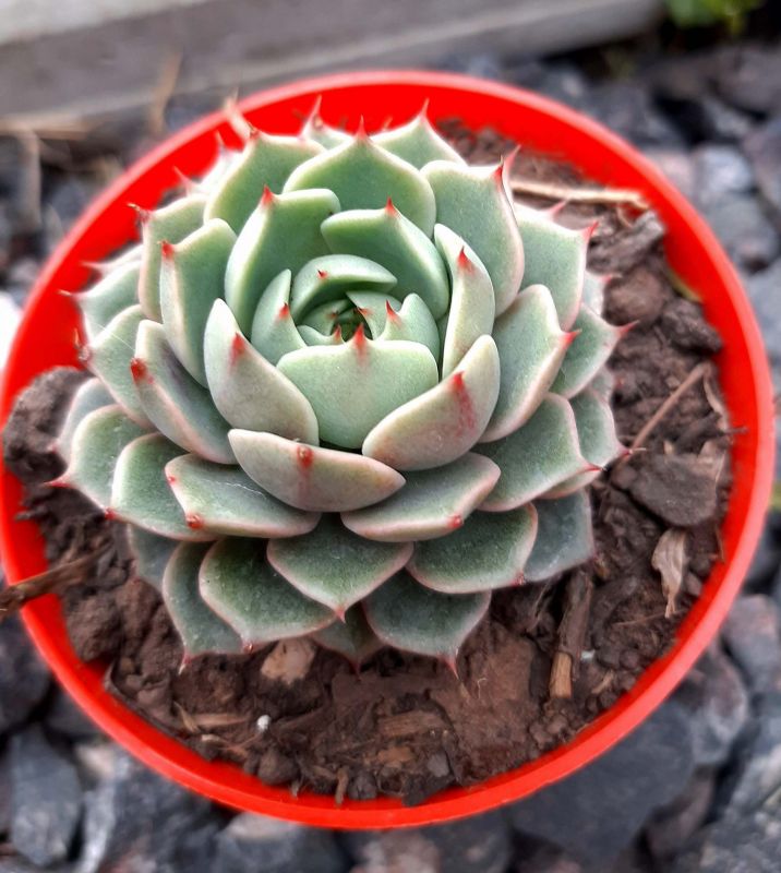 Una foto de Echeveria Ben Badis (E. purpusorum x E. derenbergii)(HIBRIDO)
