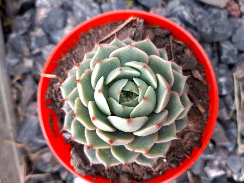 Una foto de Echeveria Ben Badis (E. purpusorum x E. derenbergii)(HIBRIDO)