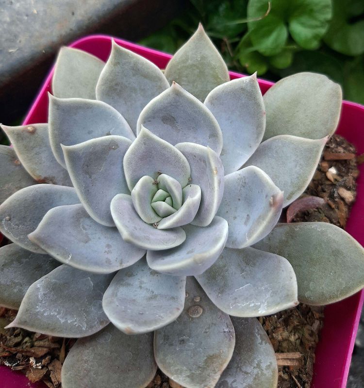 Una foto de Echeveria Ceniza (Echeveria diffractens x E. spec.)(HIBRIDO)
