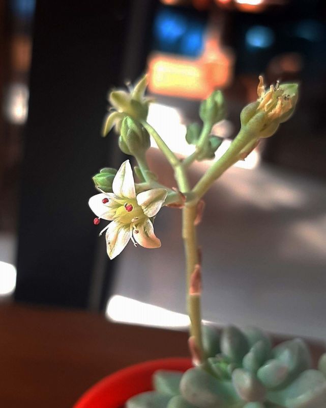 Una foto de Graptopetalum mendozae  