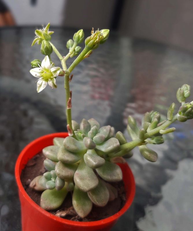 Una foto de Graptopetalum mendozae  