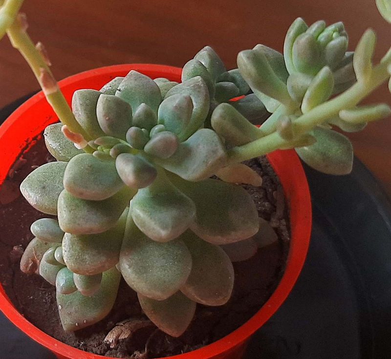 Una foto de Graptopetalum mendozae  