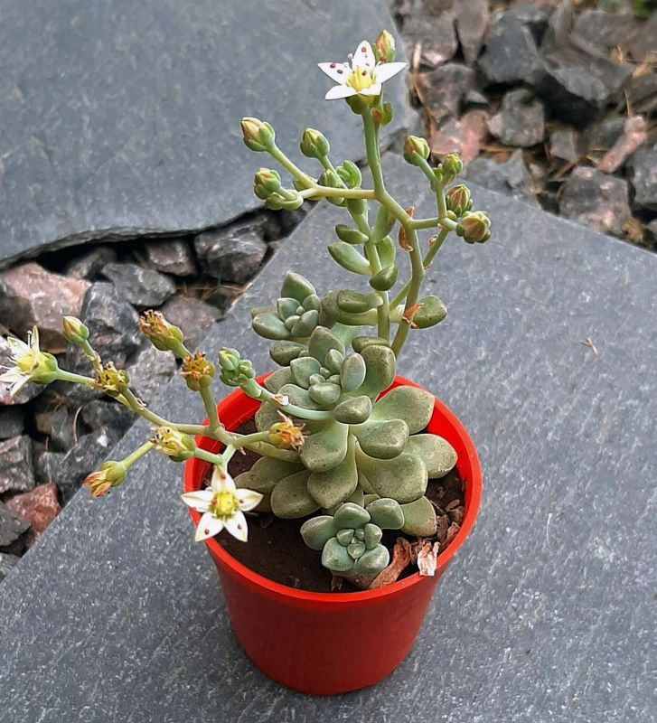 Una foto de Graptopetalum mendozae  