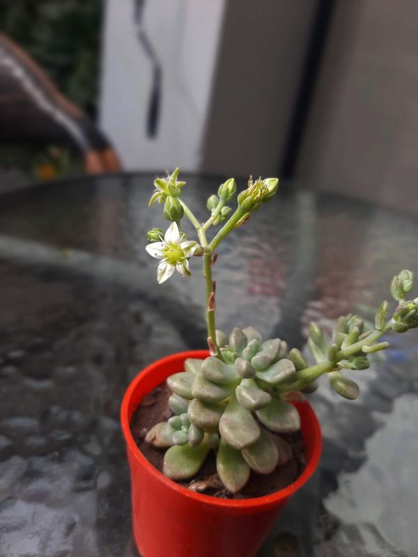 Una foto de Graptopetalum mendozae  